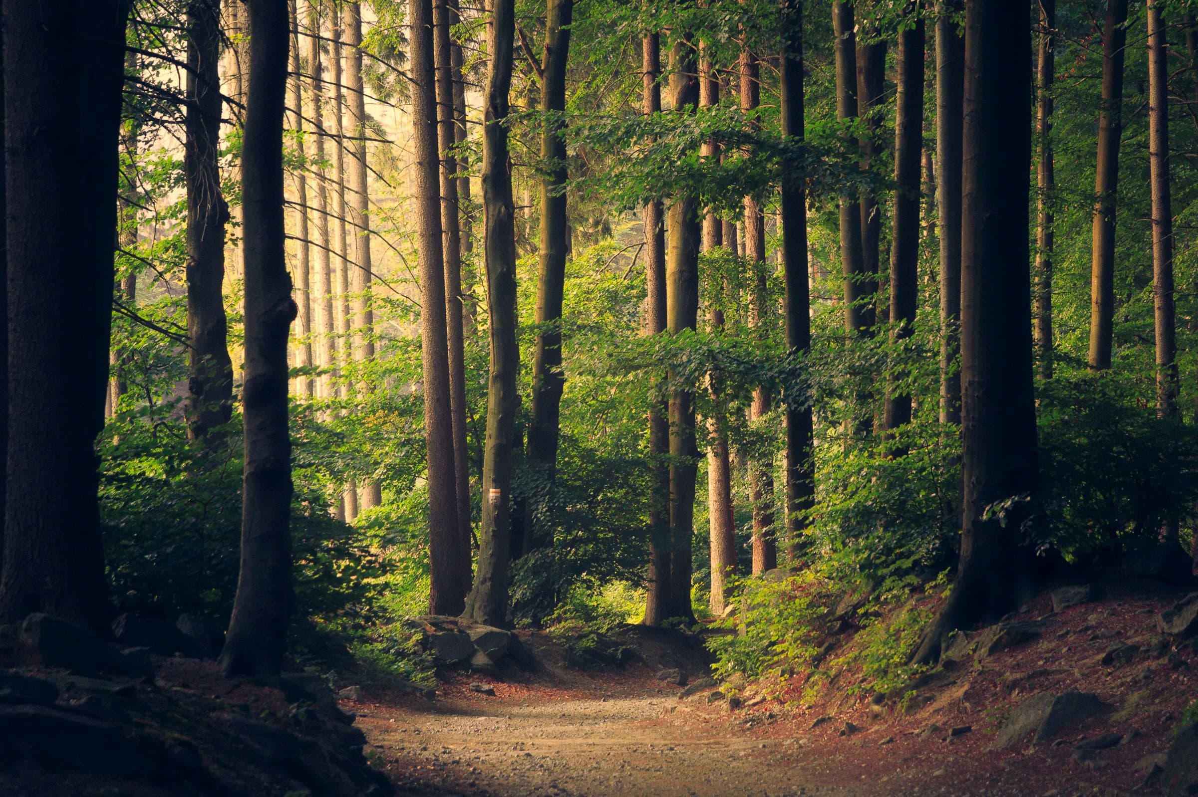 Sunlit forest with mist through tall trees