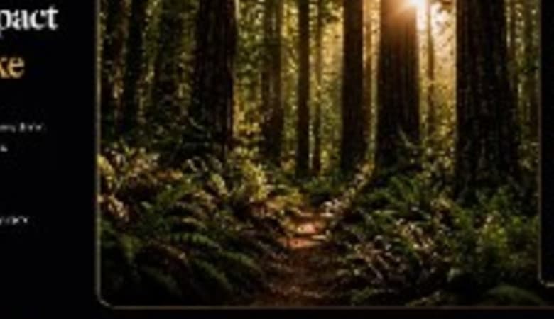 Sunlit forest canopy representing measurable environmental impact