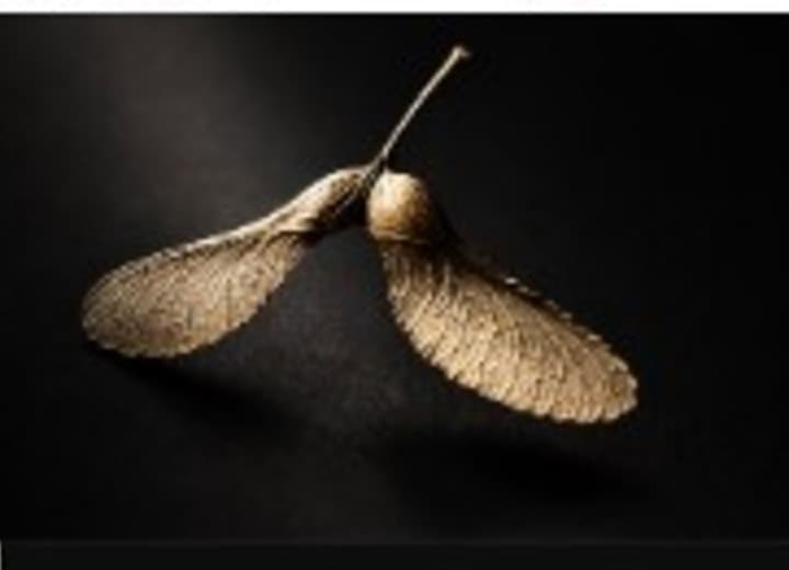 Golden sycamore seed pods — Impact Seeds